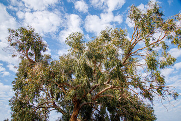 branches against sky