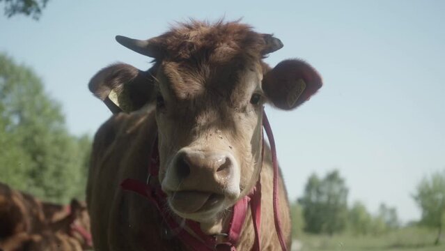 A cow with tags on her ears shakes her head to ward off annoying flies and licks her nose with her tongue. Breeding cows. Agriculture and animal husbandry.