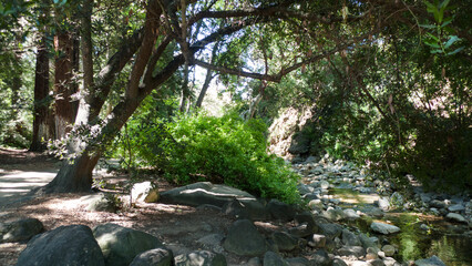 Redwood grove and stream at Santa Barbara Botanical Garden, California