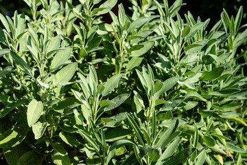 frischer Salbei Salvia officinalis aus dem eigenen Garten