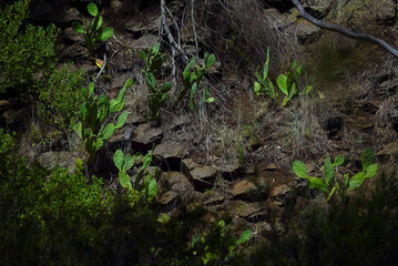 Landscape_volcanic_Ancient_organpipes 