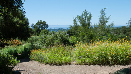 Naklejka premium Santa Barbara Botanical Garden walking path with wildflowers