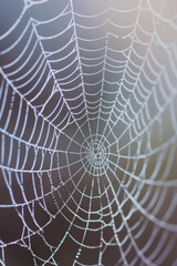Obraz premium Close-up of a spider web covered in morning dew, highlighting the intricate patterns and delicate texture of the silk. 