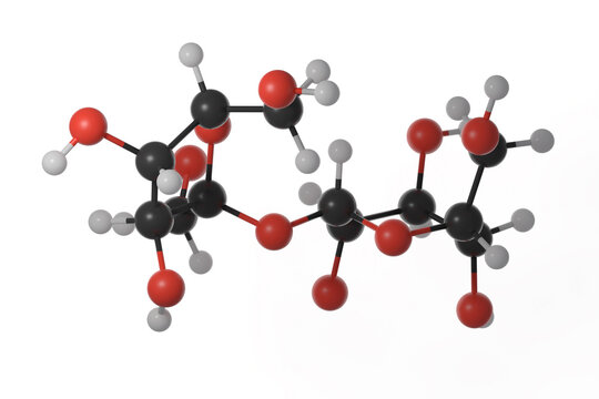 Ball and stick model of sucrose molecule