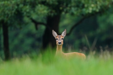 A cute  doe peeks out from the tall grass. Capreolus capreolus. Portrait of a roe deer. 