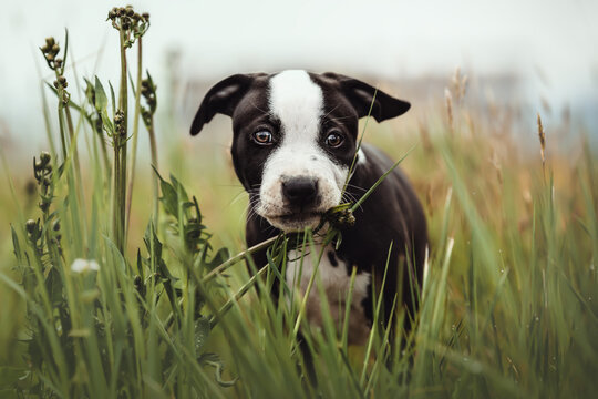 Bully-Mix Welpen