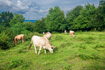 Obraz premium Cows grazing on a green summer meadow. Livestock in the pastures near Porva, Vinye in Bakony Mountain and Forest, Hungary