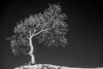 Tree on a hill seen in infrared
