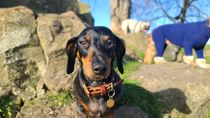 A pretty half blue and half brown eyed miniature black and tan dachshund puppy dog looking at the camera and posing for a dog portrait in a green park 