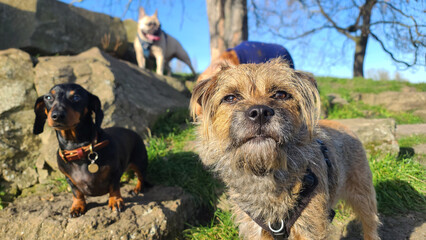 A pack of cute and happy dog friends of various breed, age and size are hanging out together in a green park on a sunny day enjoying their group dog walk - dog walking, pet sitting, dog day care