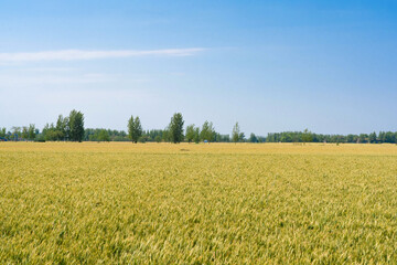 Beautiful Rural Scenery under blue sky. Background of ripening ears of meadow wheat field.