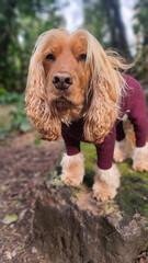 A pretty Golden Show Cocker Spaniel posing for a photoshoot with a beautiful green background wearing a red fleece