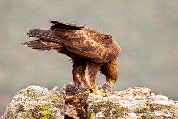 Golden eagle eating a rabbit, surveying the majestic wilderness landscape below