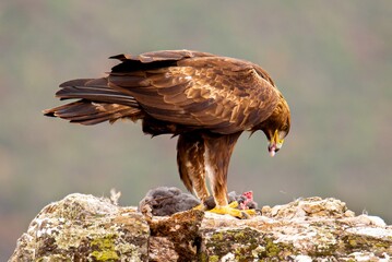 Golden eagle eating a rabbit, surveying the majestic wilderness landscape below