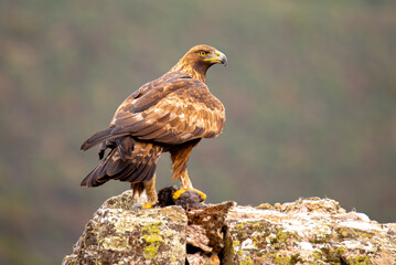 Golden eagle eating a rabbit, surveying the majestic wilderness landscape below