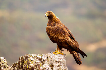 Golden eagle perched atop a rocky precipice, surveying the majestic wilderness landscape below