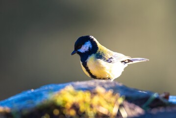 Obraz premium Great tit standing atop a moss-covered rock against a natural background