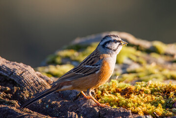 Rock bunting perched atop a moss-covered rock ledge, its feathers ruffled by the gentle breeze