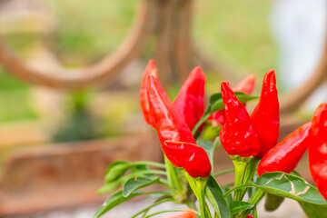 Close-up of red peppers in a garden