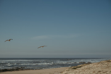 two birds are flying low above the ocean shore at the beach