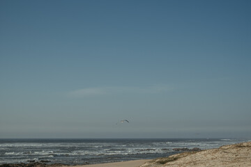 the seagull is flying over the beach by the sand