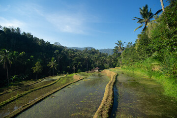 Fototapeta premium Verdant rice terraces in a tropical valley with palm trees
