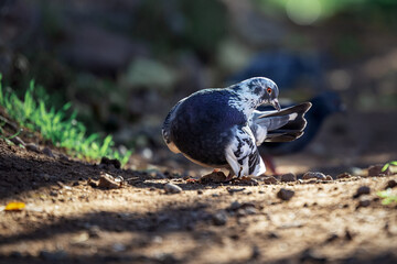 Small grey pigeon standing in the dirt on a sunny day, surrounded by greenery