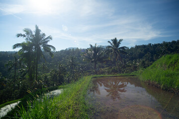 Lush green terraced rice paddies with tropical palm trees under a clear blue sky