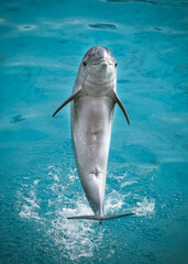 Bottlenose dolphin leaping out of the water, its head and dorsal fin visible above the surface