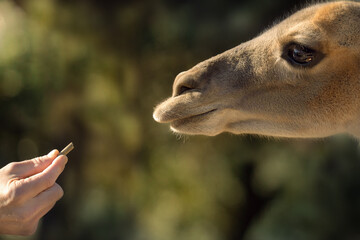 Person feeding a Guanaco standing in a grassy outdoor area