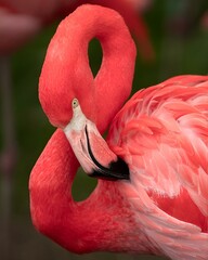 Close-up of a pink flamingo standing against a blurred background © Wirestock