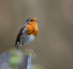 Closeup shot of a European robin, Erithacus rubecula