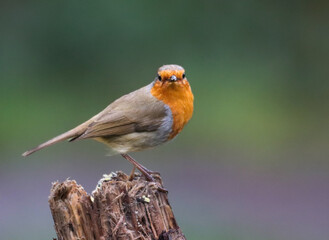 Closeup shot of a European robin perched on a broken tree trunk