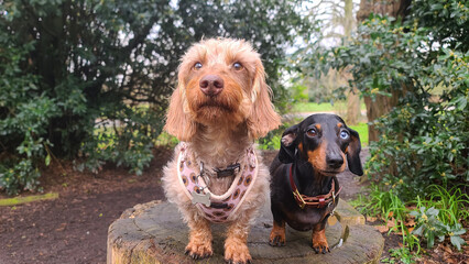 A pack of cute and happy dog friends of various breed, age and size are hanging out together in a green park on a sunny day enjoying their group dog walk - dog walking, pet sitting, dog day care