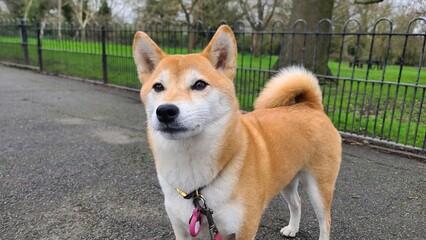 Pretty and elegant Shiba Inu Dog with a cute and expressive face posing for the camera on a photoshoot in a green park