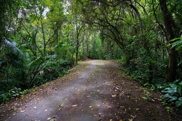 Fototapeta premium Scenic view of Mt Bandilaan National Park, Siquijor, Philippines