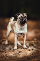 Fototapeta premium Mops