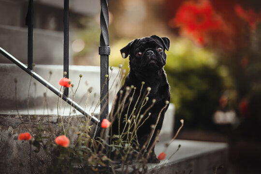 Mops