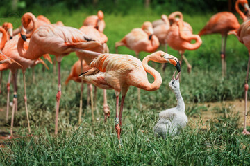 Close-up of flamingos in Singapore bird paradise