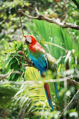 Close-up of a macaw that is a group of New World parrots that are long-tailed and often colorful
