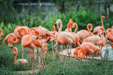 Close-up of flamingos in Singapore bird paradise