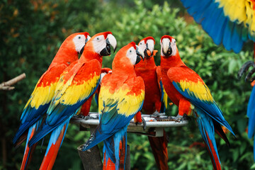 Close-up of macaws that are a group of New World parrots that are long-tailed and often colorful