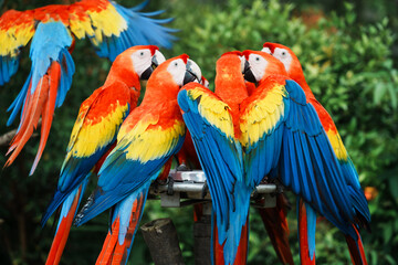 Close-up of a macaws that are a group of New World parrots that are long-tailed and often colorful