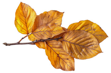 Autumn leaves with detailed veins and vibrant colors, cut out - stock png.