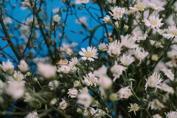 Symphyotrichum pilosum is a perennial, herbaceous, flowering plant in the Asteraceae family native to central and eastern North America