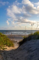 a beach and sand dune dune with trees and grass in the foreground