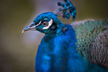 Stunning peacock against a blurry backdrop