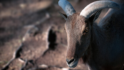Ram with an impressive set of horns against a blurry background