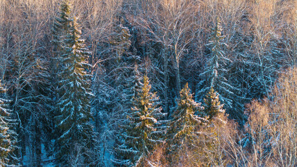 Aerial view of the forest with snowy trees in Saula, Harju county, Estonia