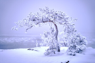 Scenic frosty tree in a snowstorm on seashore